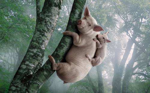 Свиньи на дереве - Прикольные
