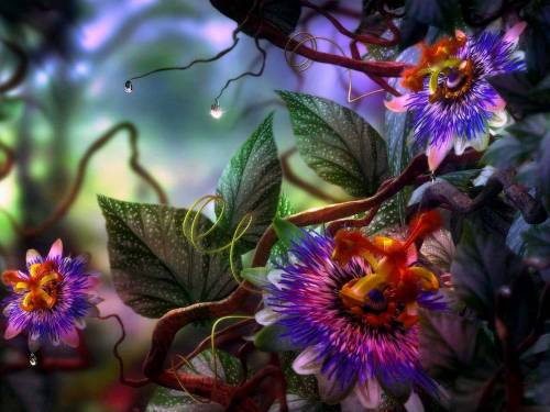 Сказочные цветы - Фэнтези