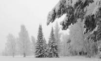 Черно белая природа со снегом