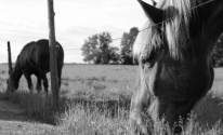 Черно белое фото лошадей