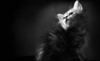 Черно белое фото котенка