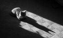 Тень кошки