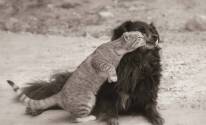 Любовь собаки и кошки
