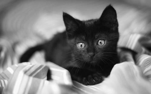 Черненький котенок - Черно-белые