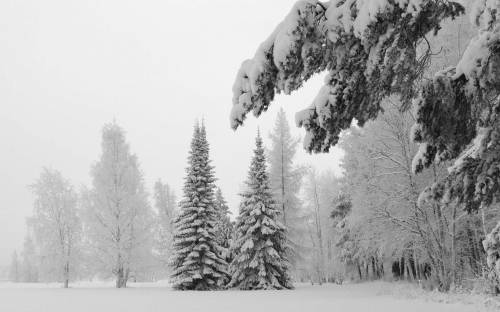 Черно белая природа со снегом - Черно-белые