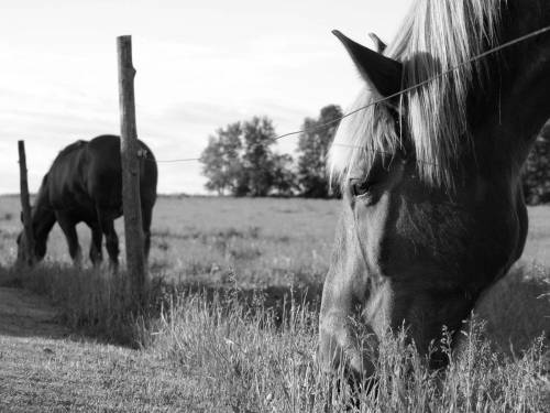 Черно белое фото лошадей - Черно-белые