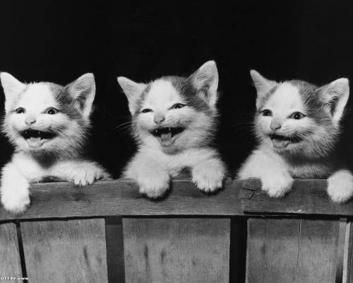 Котики в корзине - Черно-белые