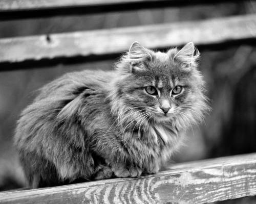 Пушистая кошка - Черно-белые