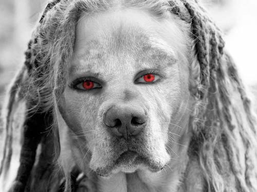 Собака с глазами человека - Черно-белые
