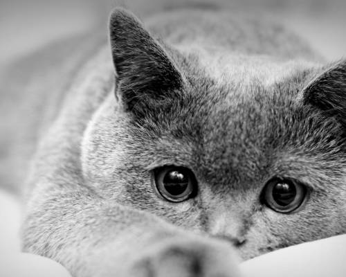 Кот, взгляд, глаза - Черно-белые