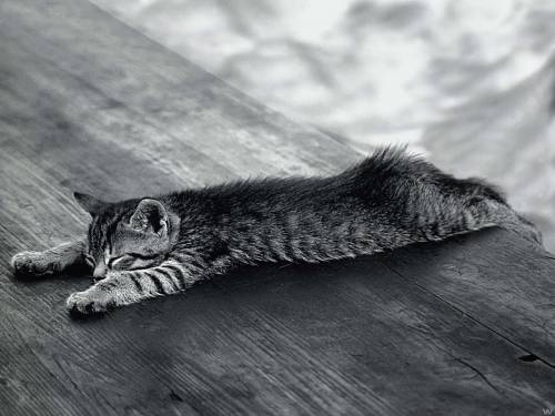 Спящая поза кота - Черно-белые