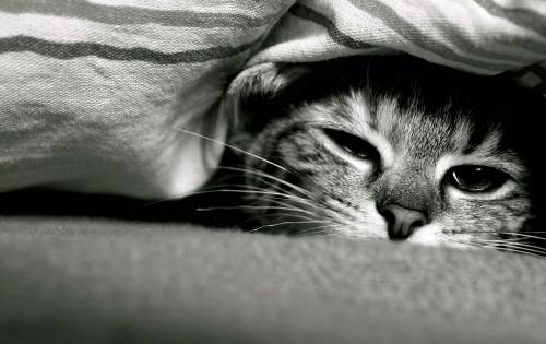 Кошка под одеялом - Черно-белые