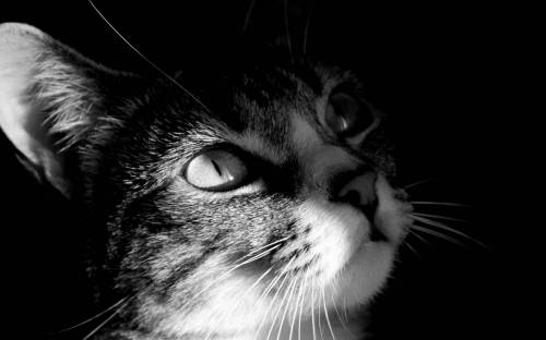 Фото головы кошки - Черно-белые