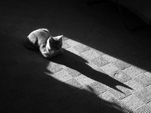 Тень кошки - Черно-белые