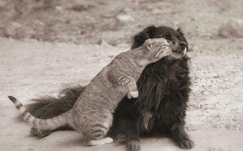 Любовь собаки и кошки - Черно-белые