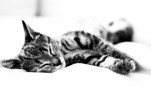 Кошка спит в постели - Черно-белые