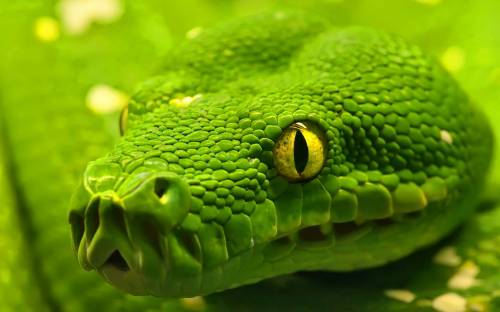 Зеленый змей - Креативные