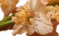 Фото цветка гладиолуса