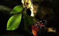 Бабочка на листике