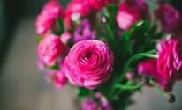 Лютики, розовые, цветы