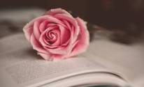 Цветок, роза, книга