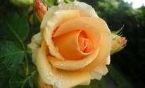 Фото розы кремового цвета