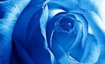 Фото синей розы