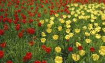 Фото поле тюльпанов