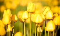 Фото желтых тюльпанов