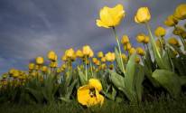 Фото желтые тюльпаны