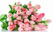 Цветы, букет, тюльпаны