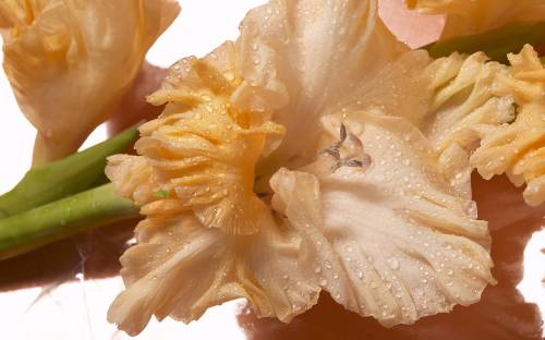 Фото цветка гладиолуса - Цветы