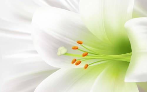 Белый цветок крупным планом - Цветы