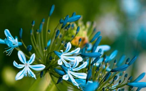 Бело голубые цветы - Цветы