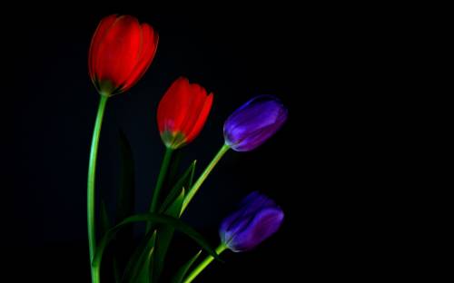 Стебель, макро, тюльпаны - Цветы