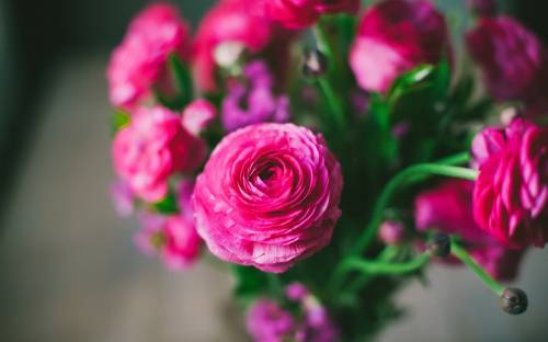 Лютики, розовые, цветы - Цветы