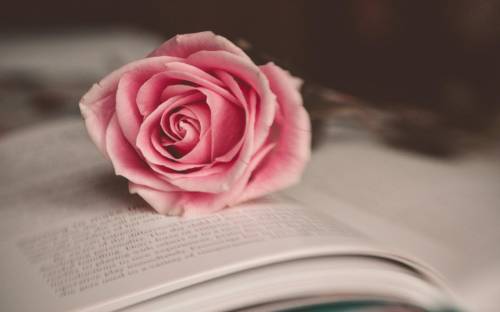 Цветок, роза, книга - Цветы