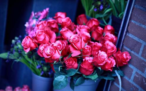 Букет красных роз - Цветы
