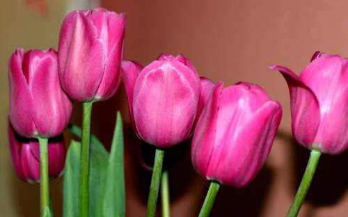 Розовые тюльпаны - Цветы