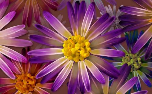 Цветок с фиолетовыми листьями - Цветы