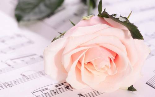 Фото белой розы - Цветы