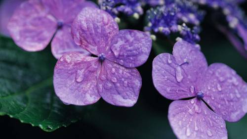 Цветы с фиолетовыми листьями - Цветы