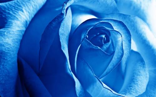 Фото синей розы - Цветы