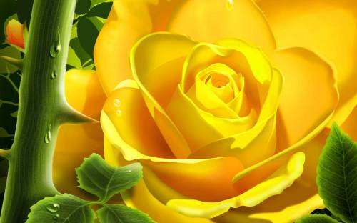 Фото желтая роза - Цветы