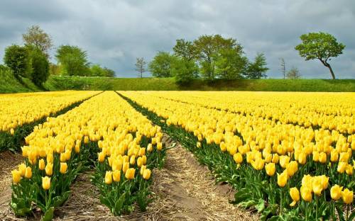 Поле с желтыми тюльпанами - Цветы