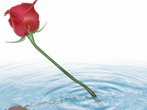 Роза в воде - Цветы