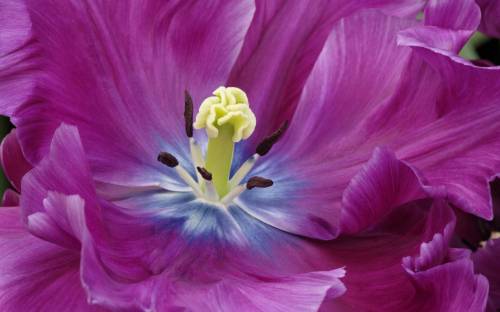 Сине фиолетовый цветок - Цветы
