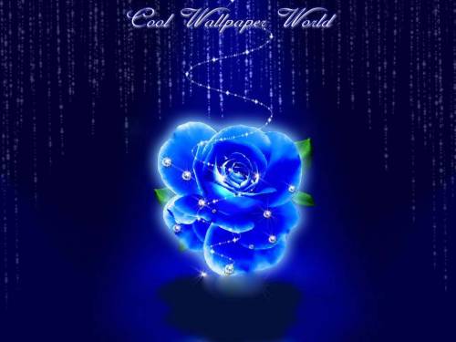 Синяя роза - Цветы