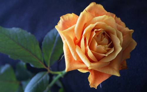Кремовая роза - Цветы