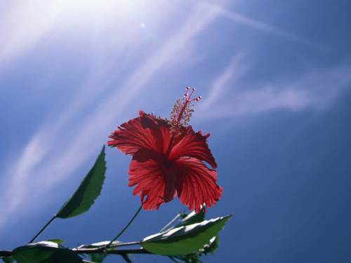 Цветок на фоне неба - Цветы
